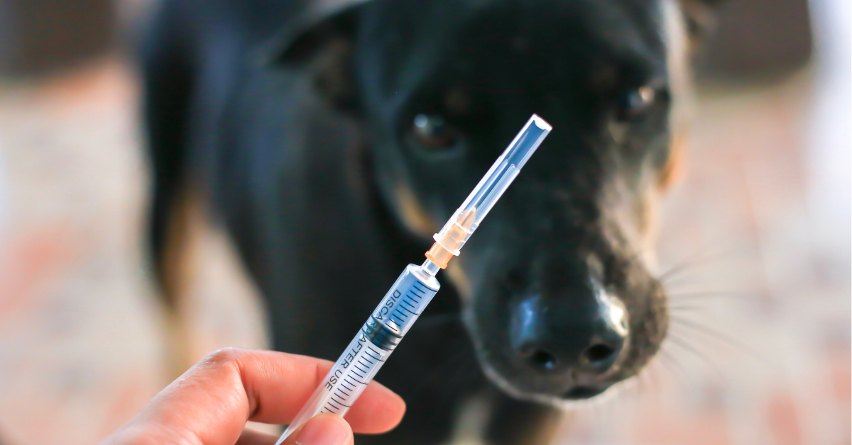 What You Need to Know About Rabies - Lazy 5 Vets