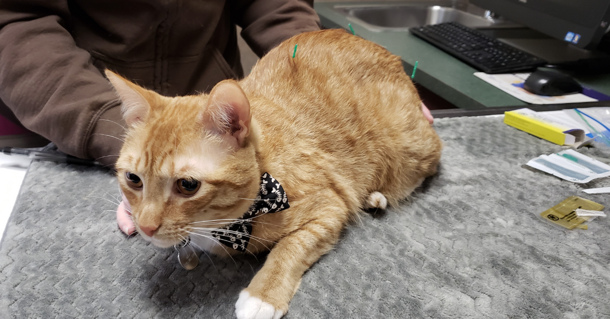 Acupuncture on an orange cat wearing a bowtie with white toes. 