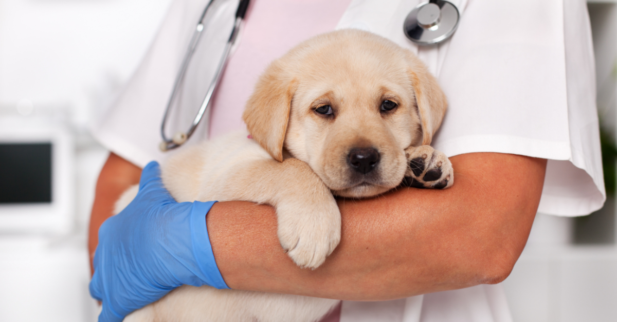 A blonde labrador puppy in a doctors arms, look ing ill. 