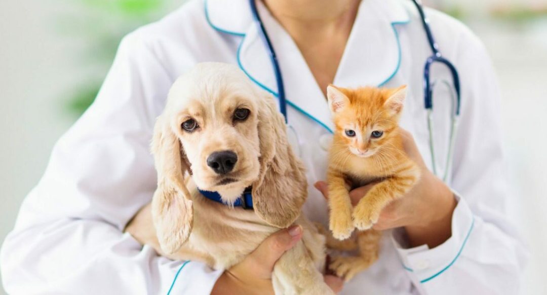 Why Dr. Julian Chose Integrative Veterinary Medicine